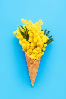 Parlak mavi arka planda mimoza çiçekli waffle külahı. Bahar konsepti.