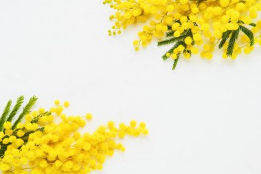Beyaz arka planda Mimosa çiçekleri. Bahar, Paskalya, Kadınlar Günü konsepti. Düz konum, metin için boşluk kopyala