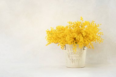 Mimosa çiçekleri arka planda bir vazoda. Bahar, Sevgililer Günü, Anneler Günü, doğum günü kutlaması konsepti. Metin için alanı kopyala