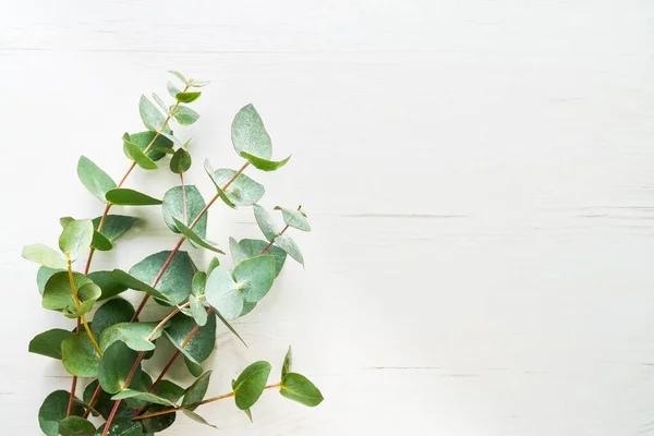 Eucalyptus branches on a white wooden background. Copy space for text