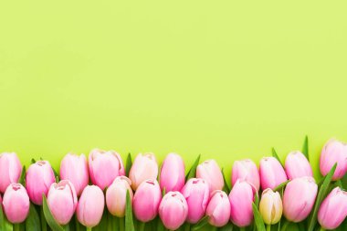 Pink tulips border on a green background. Mothers Day, Valentines Day, birthday celebration concept.