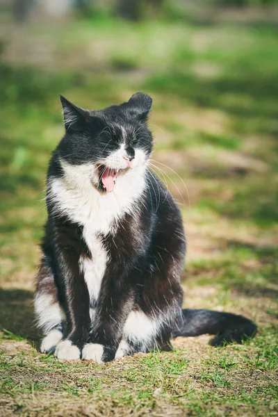 Belo Gato Preto Doméstico Com Uma Boca Aberta Senta Grama — Fotografia de Stock