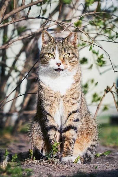 Belo Gato Vadio Senta Mato Olha Para Câmera — Fotografia de Stock