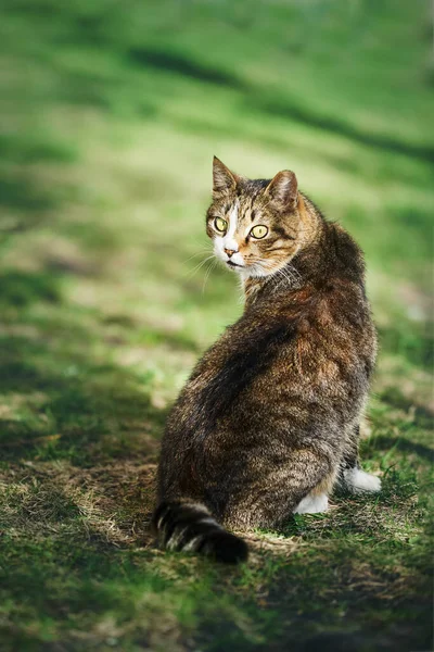 Krásná Zatoulaná Kočka Sedí Zelené Trávě Dívá Kamery Kopírovat Prostor — Stock fotografie
