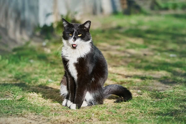Um belo gato preto vadio com uma boca aberta senta-se na grama verde. — Fotografia de Stock