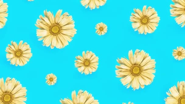 Padrão Flores Daisy Flor Dourada Fundo Azul Brilhante Vista Superior — Vídeo de Stock