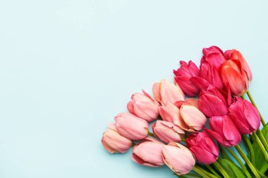 Açık mavi arka planda parlak pembe lale çiçekleri, seçici bir odak noktası. Anneler Günü, doğum günü konsepti.