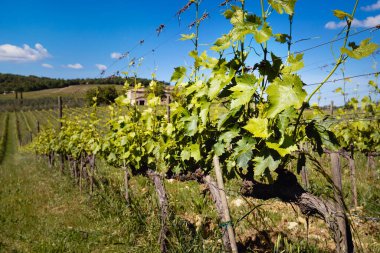 Toskana üzüm bağları. İtalya 'da şarap tarlası ve üzüm manzarası. Güneşli bir gün.