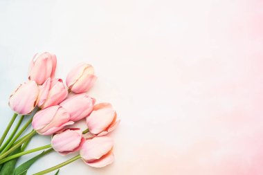 Pembe lale çiçekleri pembe-mavi arka planda, seçici odak