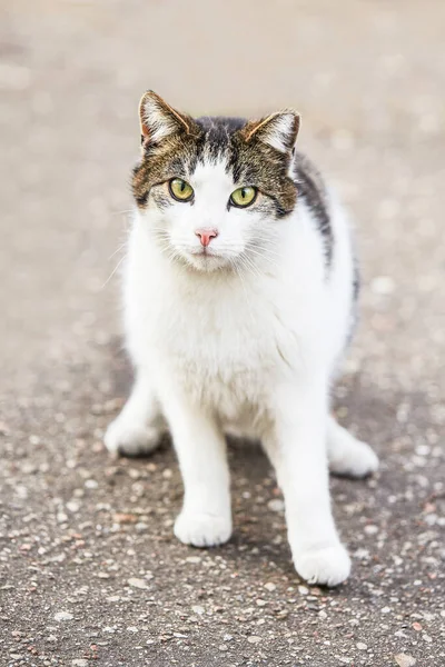 Branco tabby sem-teto gato sentado no asfalto e olha para a câmera — Fotografia de Stock