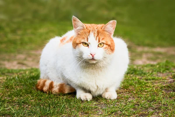 Um belo gato de gengibre vadio senta-se na grama verde e olha para a câmera. Foco seletivo — Fotografia de Stock