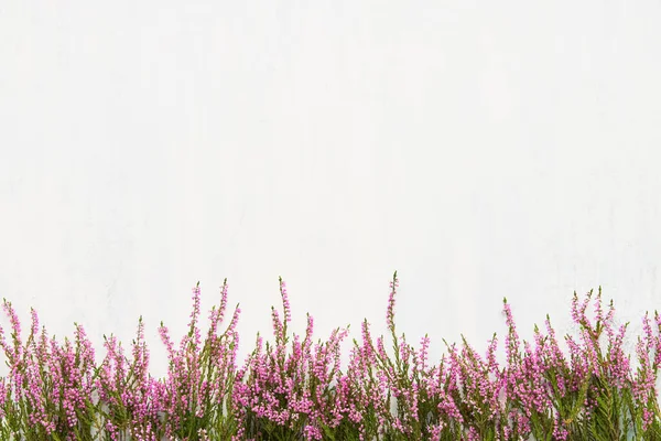 Pink Common Heather flowers border on light background. Flat lay