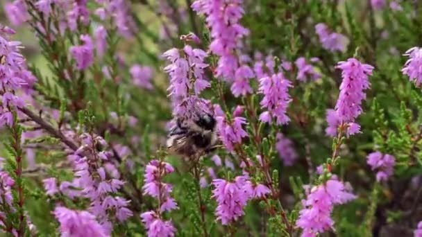 Uma abelha recolhe pólen e néctar de flores de urze comuns na floresta. Apicultura — Vídeo de Stock