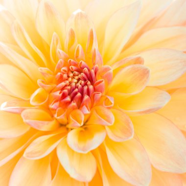 A close-up of a yellow dahlia flower, soft focus, selective focus