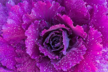 Ornamental decorative flowering cabbage covered with a morning dew