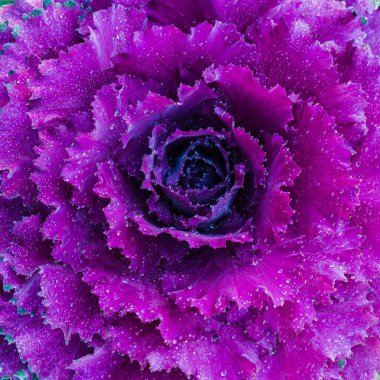 Purple ornamental decorative flowering cabbage covered with a morning dew. Close-up