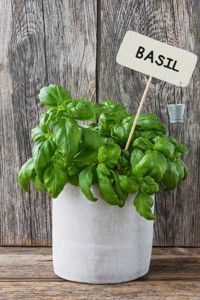 Pot of fresh basil plant with name tag — Stock Photo, Image