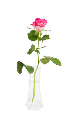 Pink rose in vase, isolated over white
