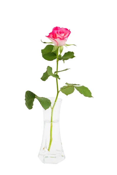 Pink rose in vase, isolated over white — Stock fotografie