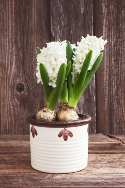 Ahşap arka plan üzerinde beyaz saksı beyaz sümbül çiçek. Tonda, yumuşak odak