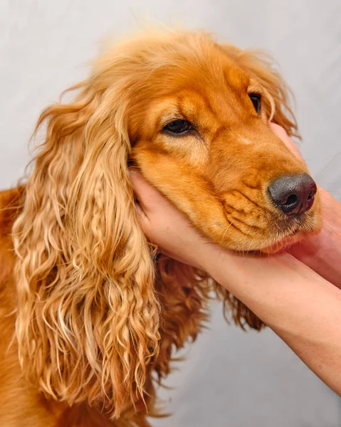 İngiliz Cocker Spaniel kafası yakın plan. Kadınların elleri köpeğin başını tutar..