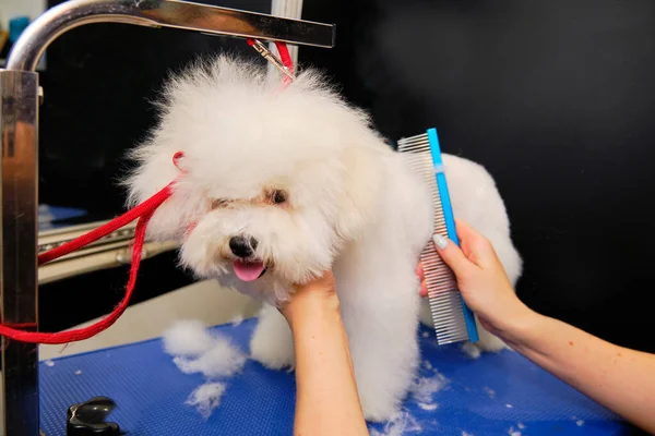 Liten Vacker Och Bedårande Vit Bichon Frise Hund Som Vårdas — Stockfoto
