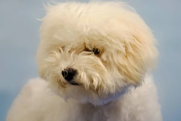 可愛い白いマルタ犬の子犬のクローズアップ肖像画 ウールは犬がカメラを見るのを防ぎ — ストック写真