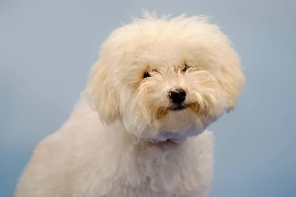 Bonito Lapdog Maltês Antes Visitar Escritório Grooming Cão Não Lavado — Fotografia de Stock