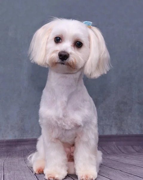 Retrato Bonito Cão Colo Maltês Branco Cão Fundo Velho — Fotografia de Stock