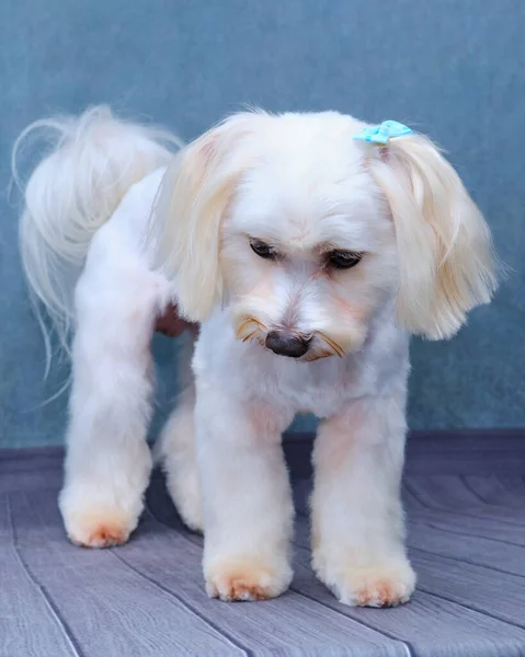 Cute White Maltese Lap Dog Stands Front Camera Beautiful Hairstyle — Stock Photo, Image