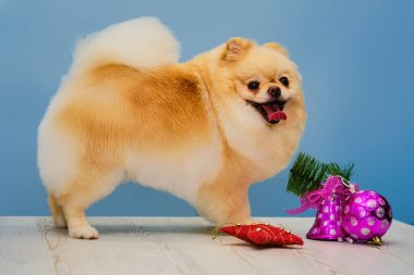 Bir Pomeranya 'lı mavi arka planda bir masanın üzerinde duruyor. Noel oyuncakları sana Noel 'in yaklaşımını hatırlatır..