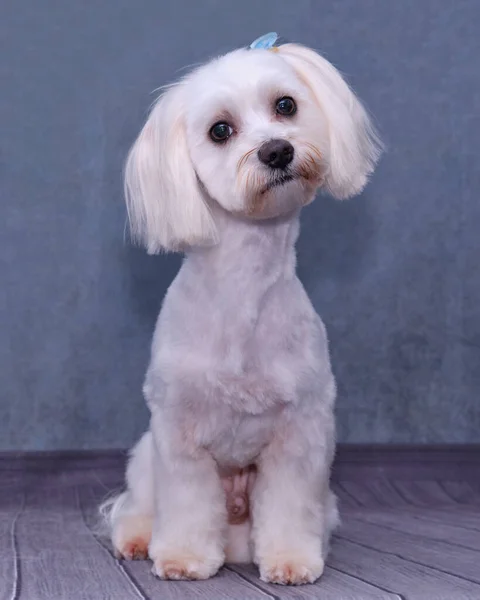 Güzel bir arka planda oturan Maltalı süs köpeği hayvanlar için kuaförde tımar edilmiş ve süslenmiş..