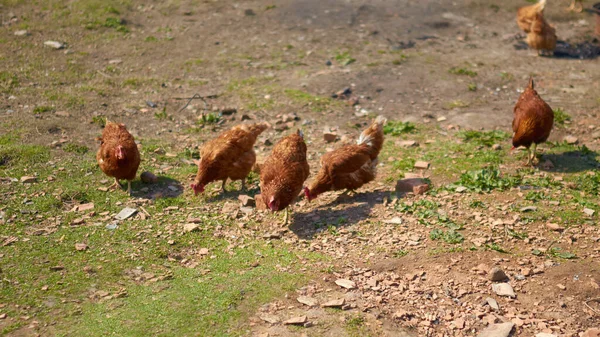 Un grupo de pollos de campo libre comiendo afuera en una granja — Foto de Stock