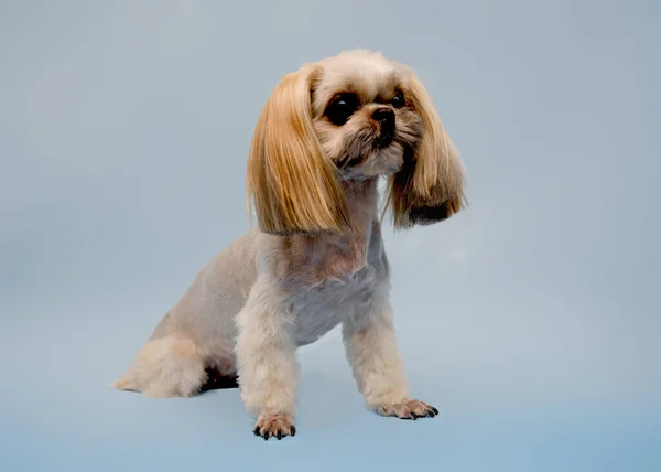 The Shih Tzu is sitting. The dog is given a full range of grooming services in the pet salon by a pet groomer — 스톡 사진