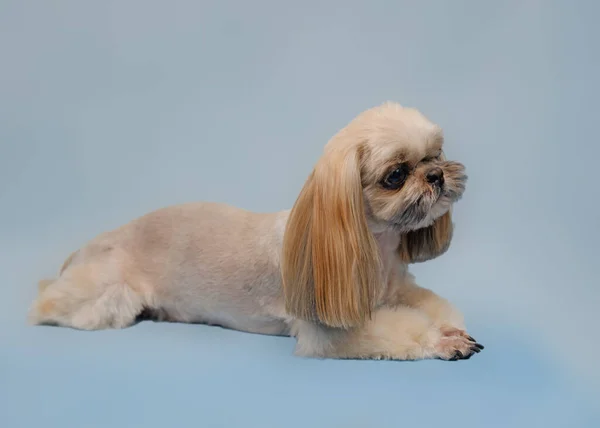 Shihtzudog ligger på en isolerad bakgrund efter grooming. Hundtassarna är vackert rakade. — Stockfoto