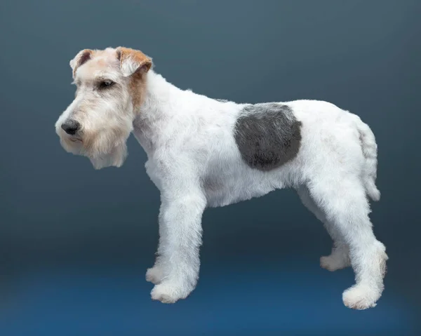 Fox Terrier dans le rack après la procédure de parage dans le salon pour les animaux. toilettage des chiens — Photo