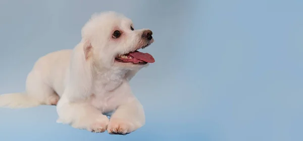 Maltesiska lapdog ligger efter procedurerna i grooming rummet. Ett hundhuvud med munnen något öppen. — Stockfoto