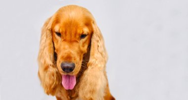 İngiliz Cocker Spaniel izole açık gri arka planda yakın plan.