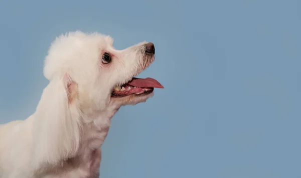 马耳他宠物狗在美容院理发后头特写 — 图库照片