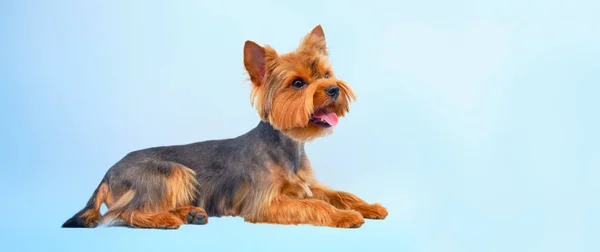 Yorkshire Terrier met een blauwe achtergrond. Geïsoleerd. De hond gaat liggen en heeft zijn tong eruit gehaald.. — Stockfoto