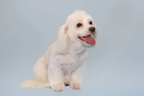 Maltesisk lapdog frisyr enligt rasstandard. Ett besök på grooming salongen för djur. — Stockfoto