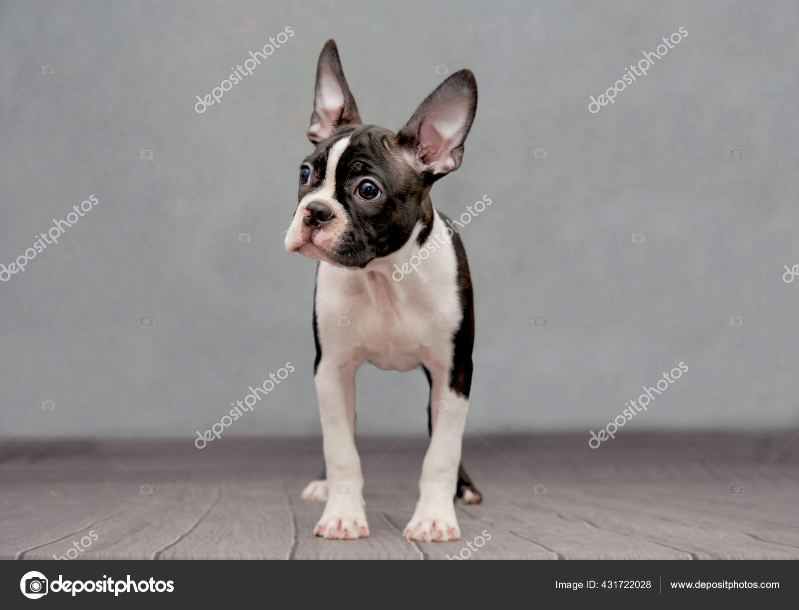 How To Help Boston Terrier Ears Stand Up