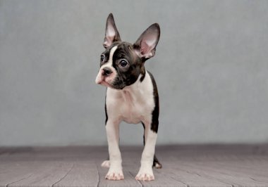 Bir Boston Terrier köpeği klasik bir arka planda durur..