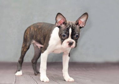 Boston Terrier köpeği gri bir arka planda duruyor.
