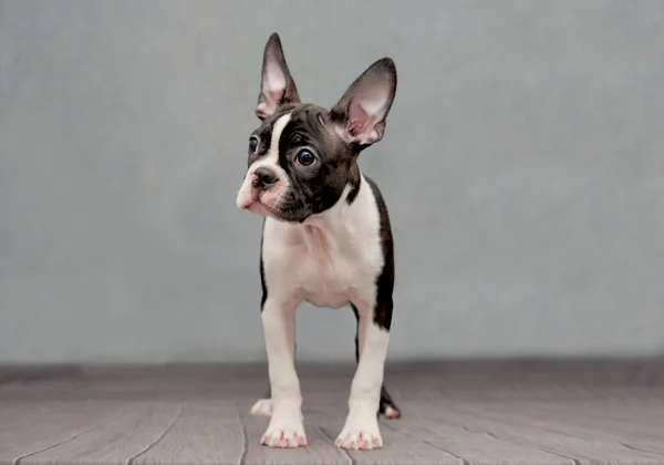 A Boston Terrier puppy stands on a vintage background. — Stock Photo, Image