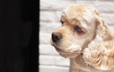Amerikan Cocker Spaniel beyaz, siyah bir arkaplan önünde