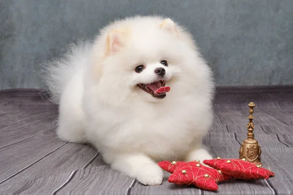 En tysk pomeranian viser hendes hår og grooming på en dyresalon. - Stock-foto