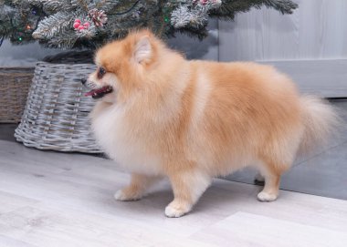 Noel ağacının yanında tımarlandıktan sonra kahverengi Pomeranya köpeği.