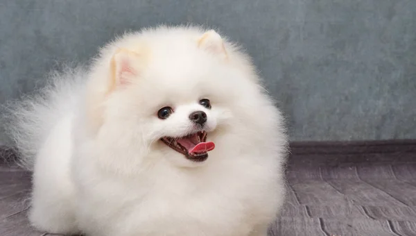 Le concept de la promotion des coupes de cheveux toilettage et soins pour les chiens. modèle coiffure Poméranie. — Photo