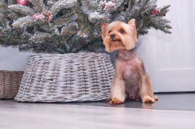 Noel ağacının önündeki şirin Yorkshire Teriyeri.